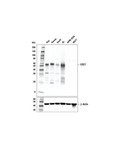 Cell Signaling Cd27 (E6s8h) Rabbit mAb