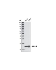 Cell Signaling SH2D1A (XLP 1D12) Rat mAb 20 uL