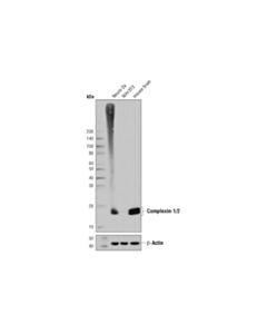 Cell Signaling Complexin-1/2 (D8a6e) Rabbit mAb