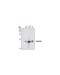 Cell Signaling Survivin (71g4b7) Rabbit mAb