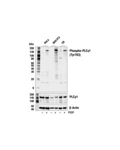 Cell Signaling Phospho-Plcgamma1 (Tyr783) Antibody
