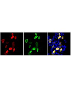 Cell Signaling HA-Tag (C29F4) Horse Chimeric mAb