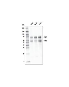 Cell Signaling Yap/Taz (D24e4) Rabbit mAb (Hrp Conjugate)