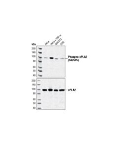 Cell Signaling Phospho-Cpla2 (Ser505) Antibody