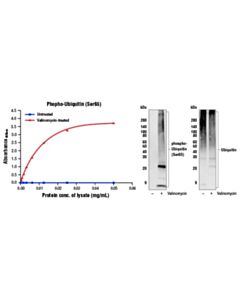 Cell Signaling Pathscan ® Phospho-Ubiquitin (Ser65) Sandwich ELISA Kit