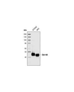 Cell Signaling Oct-4a (C30a3) Rabbit mAb