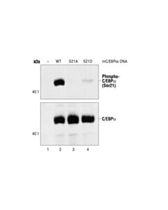 Cell Signaling Phospho-C/Ebpalpha (Ser21) Antibody