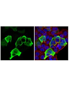 Cell Signaling HA-Tag (C29F4) Rabbit Monoclonal Antibody (Alexa Fluor ® 488 Conjugate)