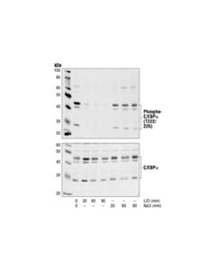 Cell Signaling Phospho-C/Ebpalpha (Thr222/226) Antibody