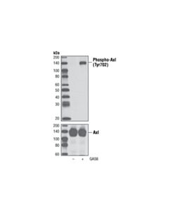Cell Signaling Phospho-Axl (Tyr702) (D12B2) Rabbit mAb (BSA and Azide Free)