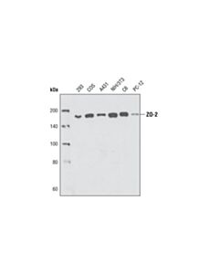 Cell Signaling Zo-2 Antibody
