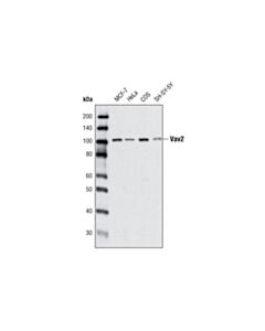 Cell Signaling Vav2 (C64H2) Rabbit mAb 20 uL