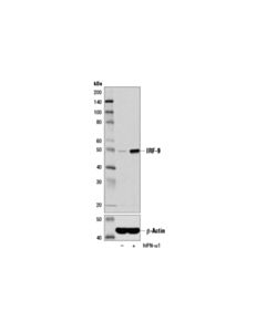 Cell Signaling Irf-9 (D8g7h) Rabbit mAb