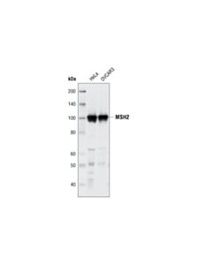Cell Signaling MSH2 (3A2) Mouse mAb 20 uL