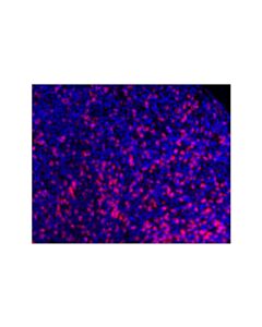 Cell Signaling CD8 alpha (D8A8Y) Rabbit Monoclonal Antibody (Alexa Fluor ® 647 Conjugate)