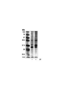 Cell Signaling Phospho-(Ser/Thr) Atm/Atr Substrate Antibody