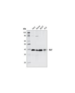 Cell Signaling Xlf Antibody