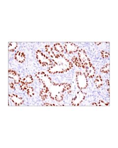 Cell Signaling PAX8 (BC12) Mouse mAb