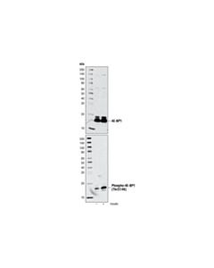 Cell Signaling Phospho-4e-Bp1 (Thr37/46) (236b4) Rabbit mAb