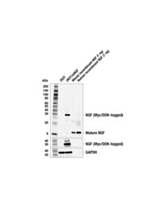 Cell Signaling Ngf (E2s9d) Rabbit mAb