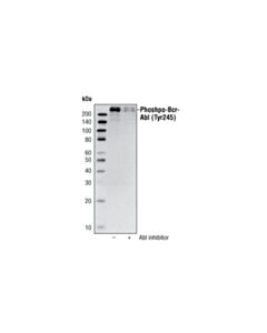 Cell Signaling Phospho-C-Abl (Tyr245) Antibody