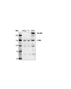 Cell Signaling C-Abl Antibody