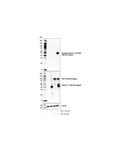 Cell Signaling Phospho-Syntaxin 17 (Ser202) Antibody