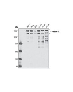 Cell Signaling Plectin-1 Antibody