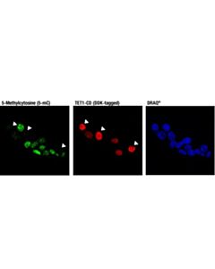 Cell Signaling 5-Methylcytosine (5-mC) (D3S2Z) Rabbit mAb 20 uL