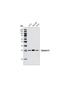 Cell Signaling Syntaxin 6 (C34b2) Rabbit mAb