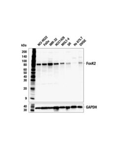 Cell Signaling FoxK2 (E7C5H) Rabbit mAb 100 uL