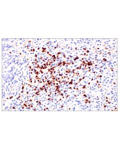 Cell Signaling Cd177 (E1v7n) Rabbit mAb