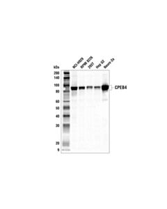 Cell Signaling Cpeb4 Antibody