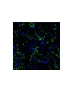 Cell Signaling CD45 (D3F8Q) Mouse Chimeric mAb