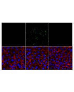 Cell Signaling Dsrna (K1) Mouse mAb
