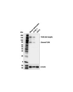 Cell Signaling TLR8 (F2A6I) Rabbit mAb; 20 µl