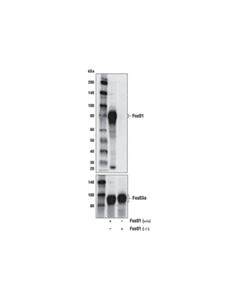Cell Signaling Foxo1 (C29h4) Rabbit mAb