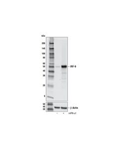 Cell Signaling Irf-9 (D9i5h) Rabbit mAb (Mouse Specific)