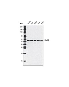 Cell Signaling Erp57 (A484) Antibody