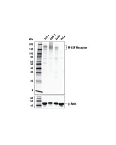 Cell Signaling CSF-1R/M-CSF-R (E4T8Z) Rabbit mAb 20 uL