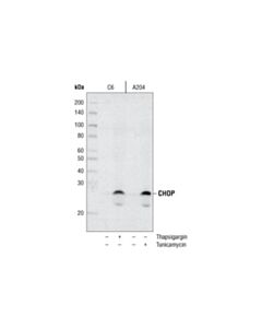 Cell Signaling Chop (L63f7) Mouse mAb