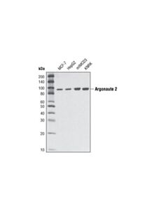 Cell Signaling Argonaute 2 (C34c6) Rabbit mAb
