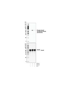 Cell Signaling Itd-1
