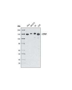 Cell Signaling Ctcf Antibody