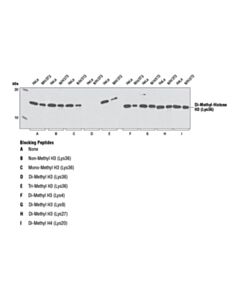 Cell Signaling Di-Methyl-Histone H3 (Lys36) (C75h12) Rabbit mAb