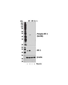 Cell Signaling Phospho-Irf-3 (Ser396) (D6o1m) Rabbit mAb