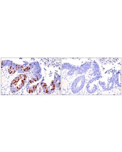 Cell Signaling Cyclin A2 (E6d1j) Rabbit mAb (BSA And Azide Free)