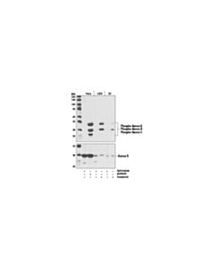 Cell Signaling Phospho-Aurora A (Thr288)/Aurora B (Thr232)/Aurora C (Thr198) (D13a11) Xp Rabbit mAb