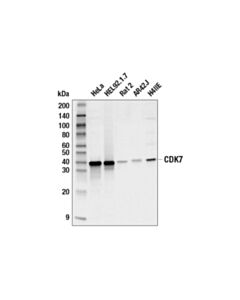 Cell Signaling Cdk7 (Mo1) Mouse mAb