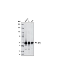 Cell Signaling Akt (Pan) (40d4) Mouse mAb